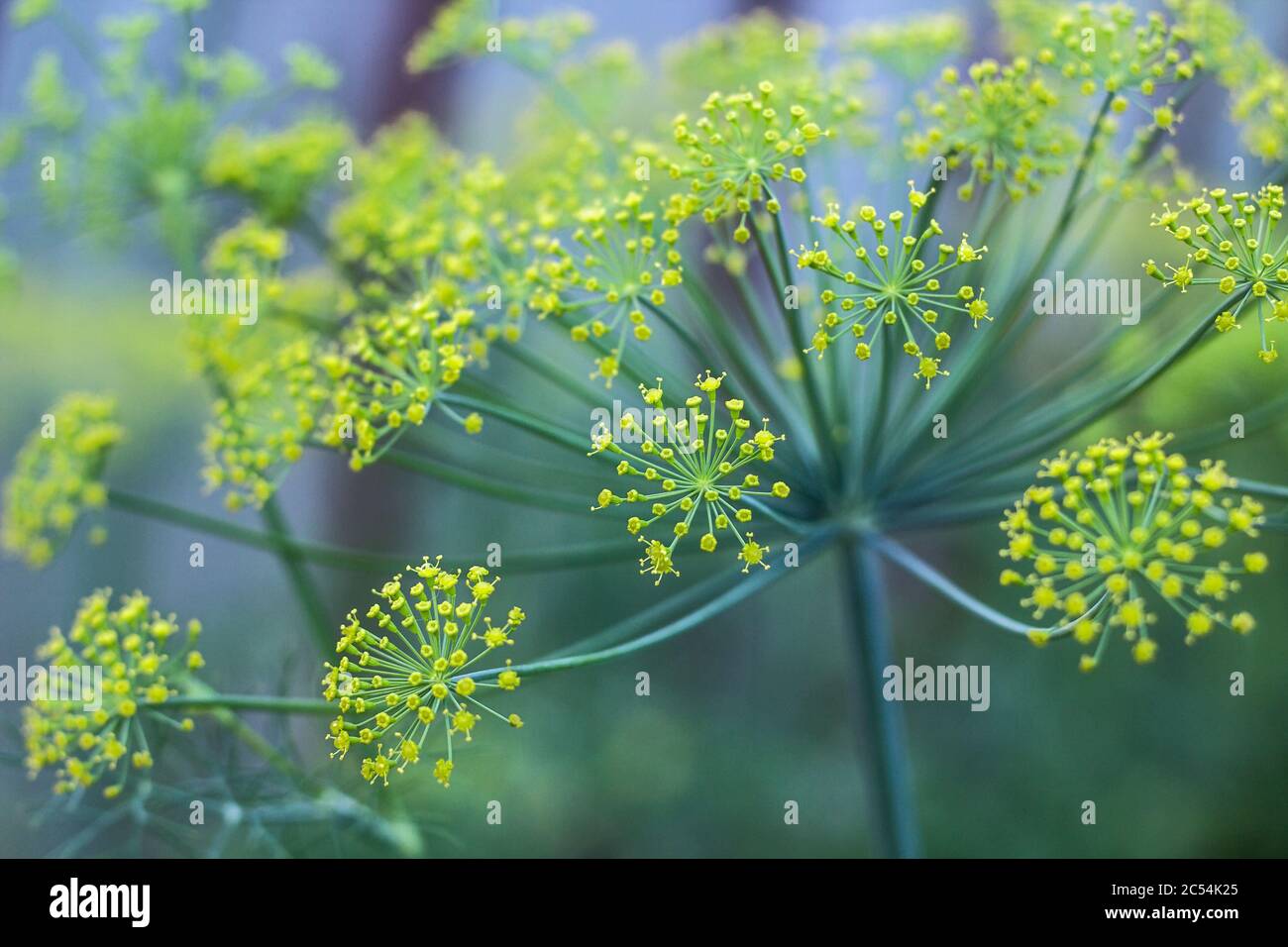 dill inflorescence close-up on a blurry background Stock Photo