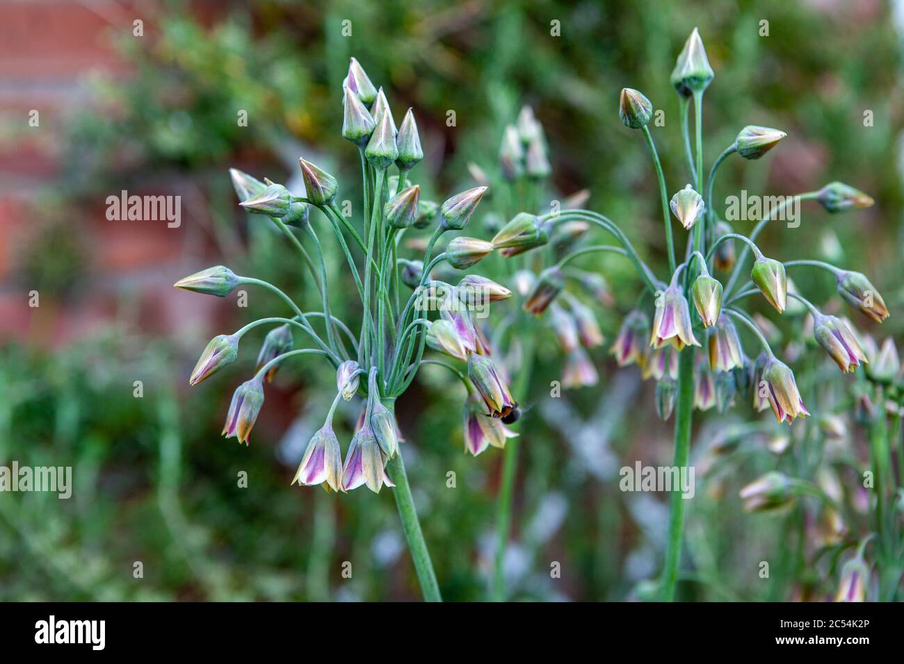 Allium Bulgaricum (Nectaroscordum siculum) Stock Photo