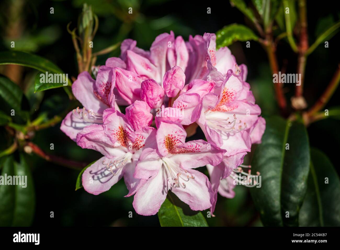 Pink rhododendron flower Stock Photo