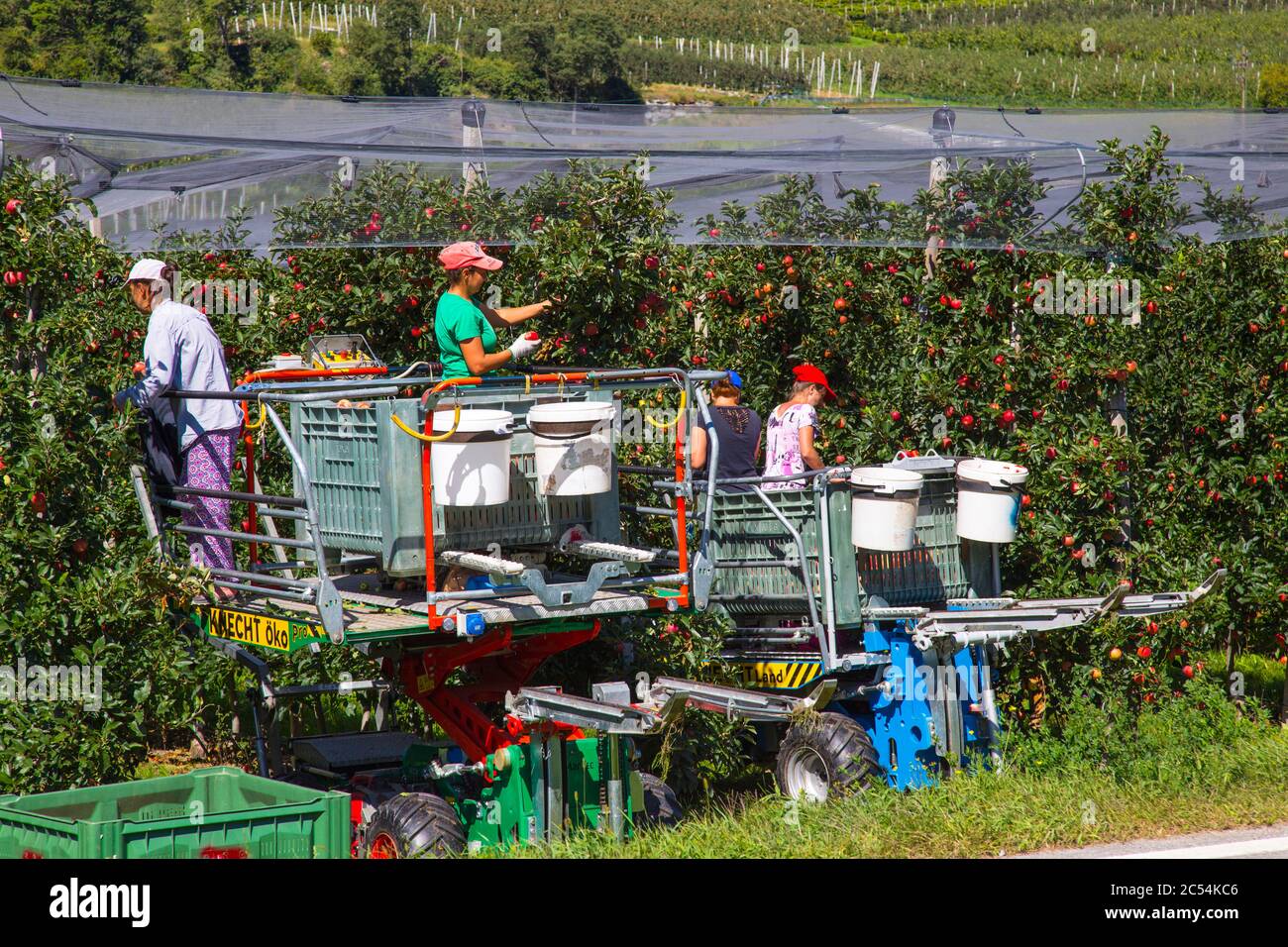 Seasonal fruit pickers. Stock Photo