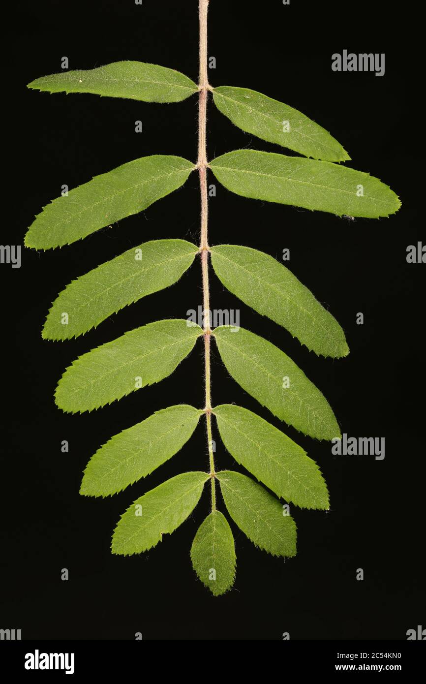 Rowan (Sorbus aucuparia). Leaf Closeup Stock Photo