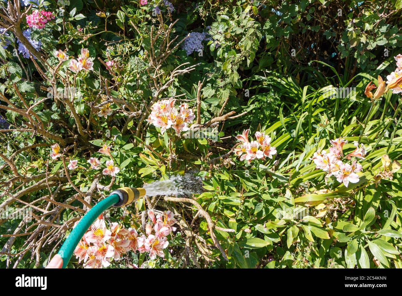 Watering plants with a garden hose during summer Stock Photo