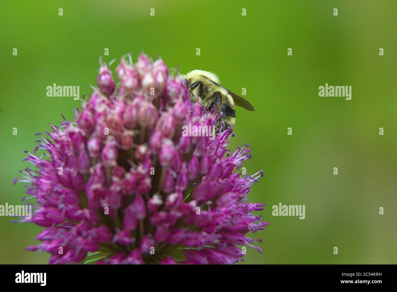 Macro of Chive plant flower head with a bumble Bee Stock Photo - Alamy
