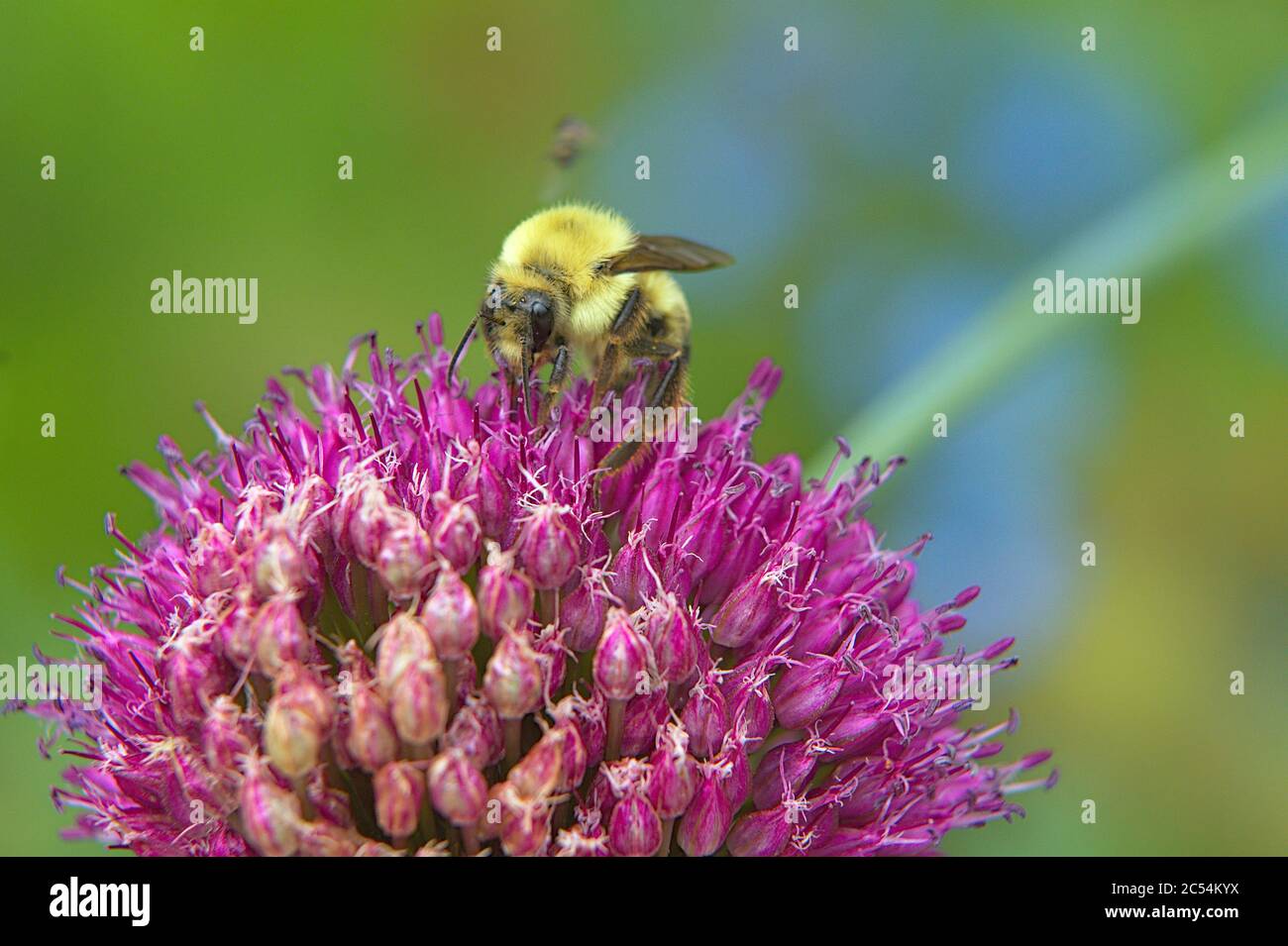 Macro of Chive plant flower head with a bumble Bee Stock Photo - Alamy