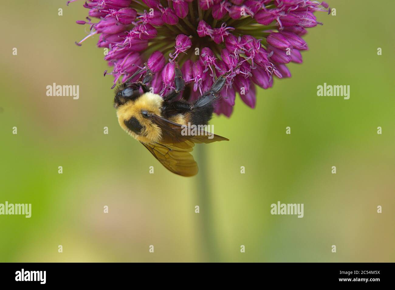 Macro of Chive plant flower head with a bumble Bee Stock Photo - Alamy