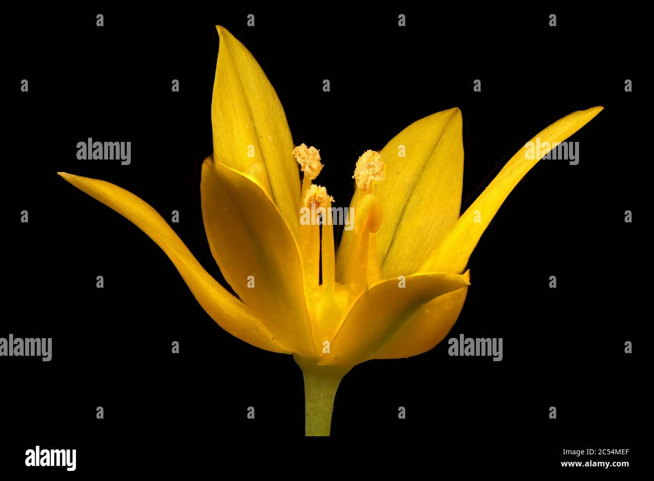 Allium moly hires stock photography and images Alamy