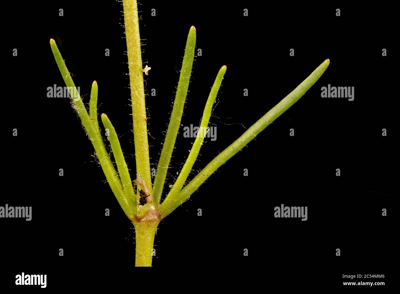 Corn Spurrey (Spergula arvensis). Stem and Leaves Closeup Stock Photo