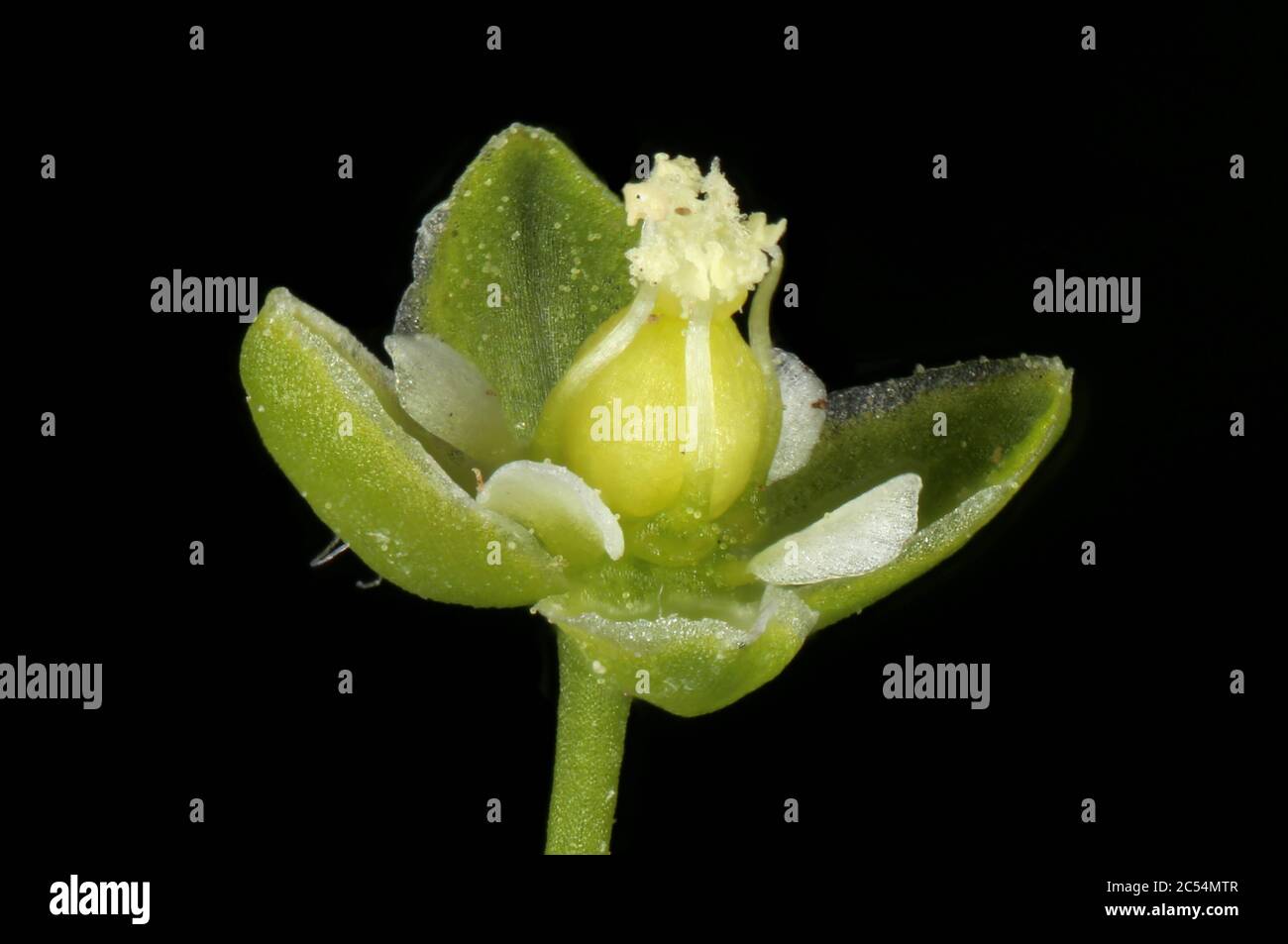 Procumbent Pearlwort (Sagina procumbens). Flower Closeup Stock Photo