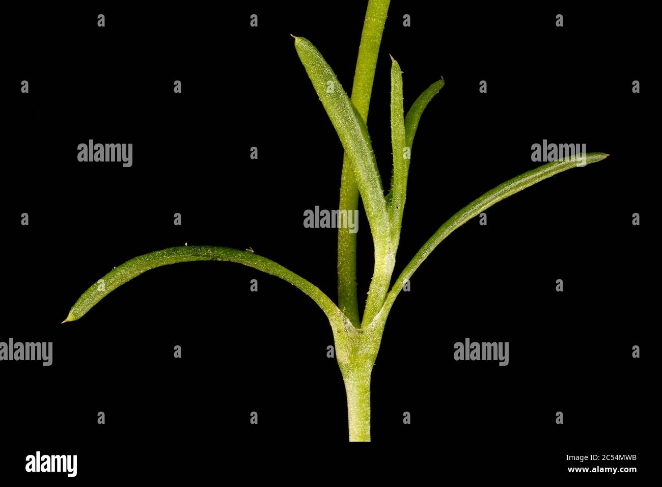 Procumbent Pearlwort (Sagina procumbens). Stem and Leaves Closeup Stock Photo