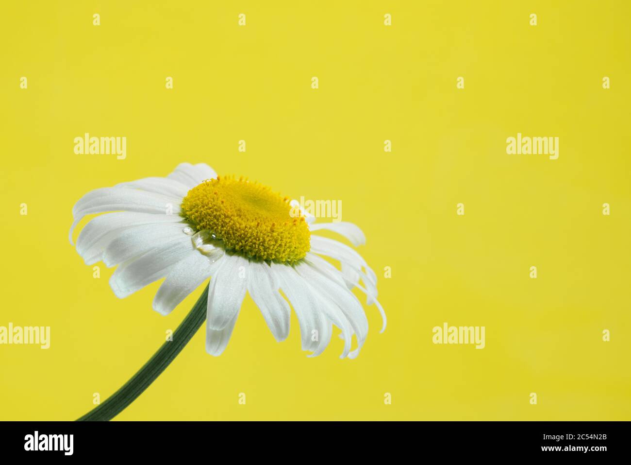 fresh as a daisy concept with a white daisy side view select focus with a drop of dew on the petals and a bright yellow background Stock Photo