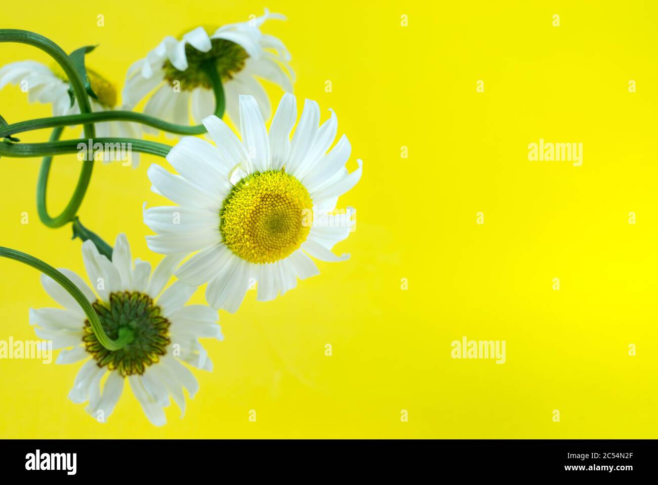 wild daisies with a drop of dew on a vibrant yellow background with copy space Stock Photo