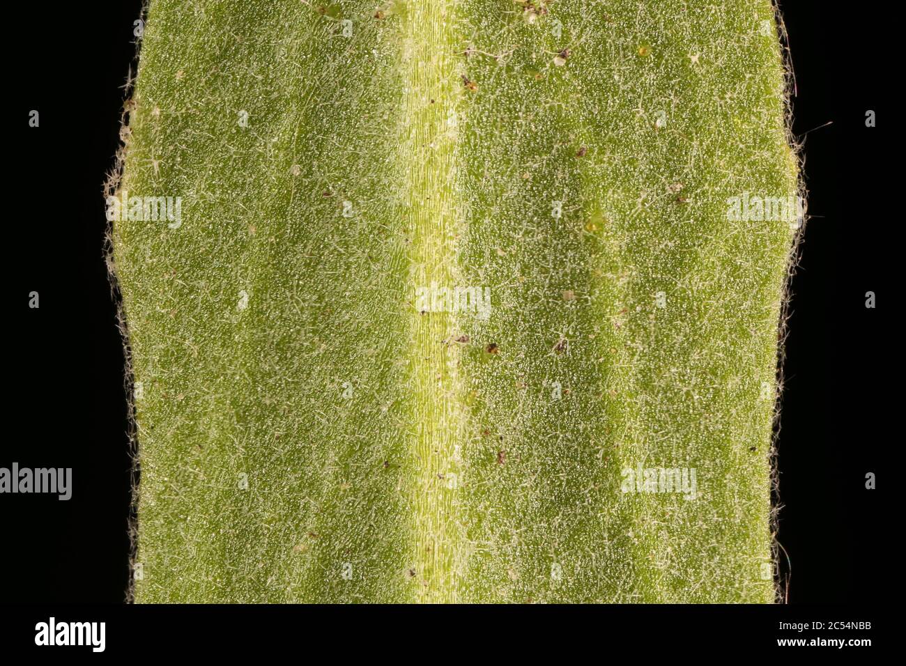 Night-Scented Stock (Matthiola longipetala). Leaf Detail Closeup Stock Photo
