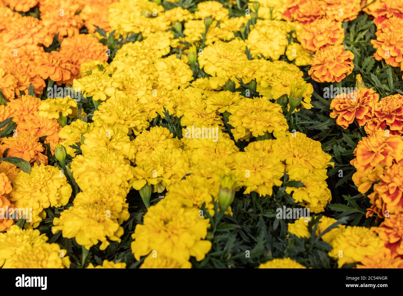Student flowers in different colors Stock Photo