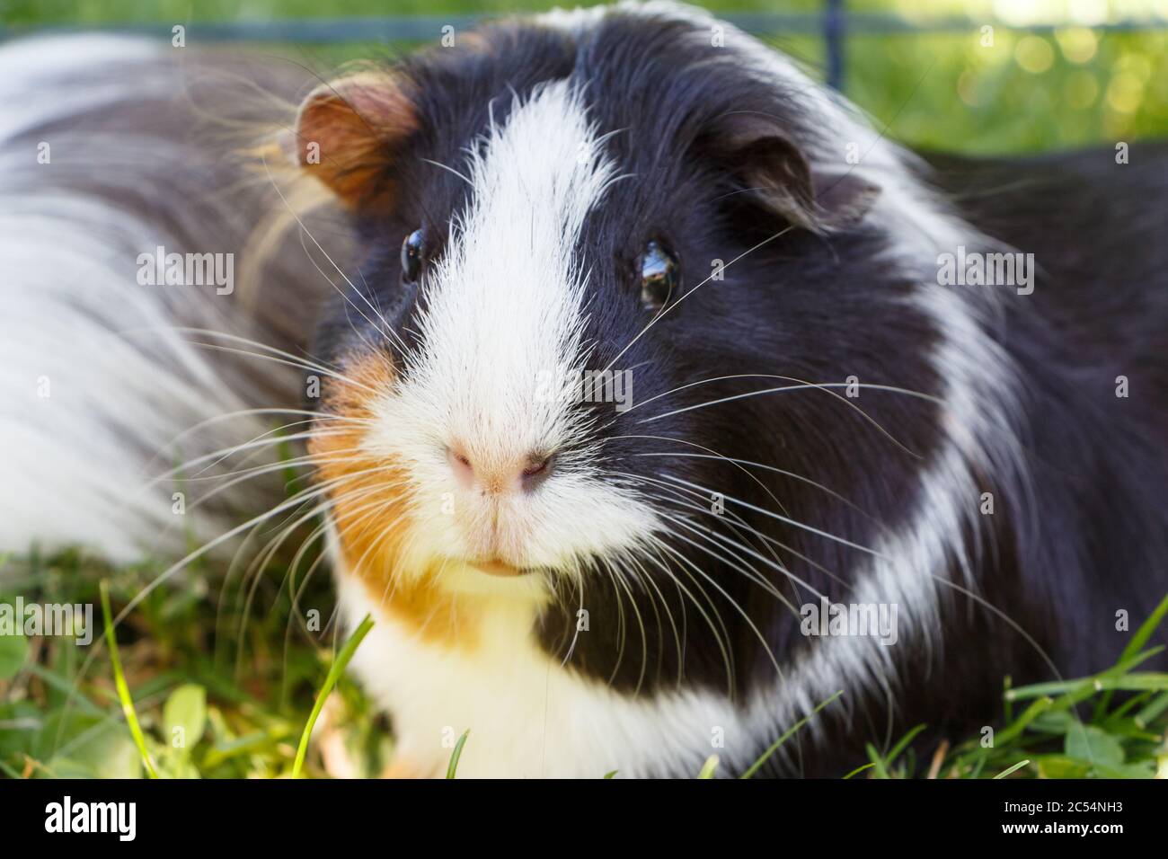 Image showcasing Guinea pig in grass in a wire fencing Stock Photo - Alamy