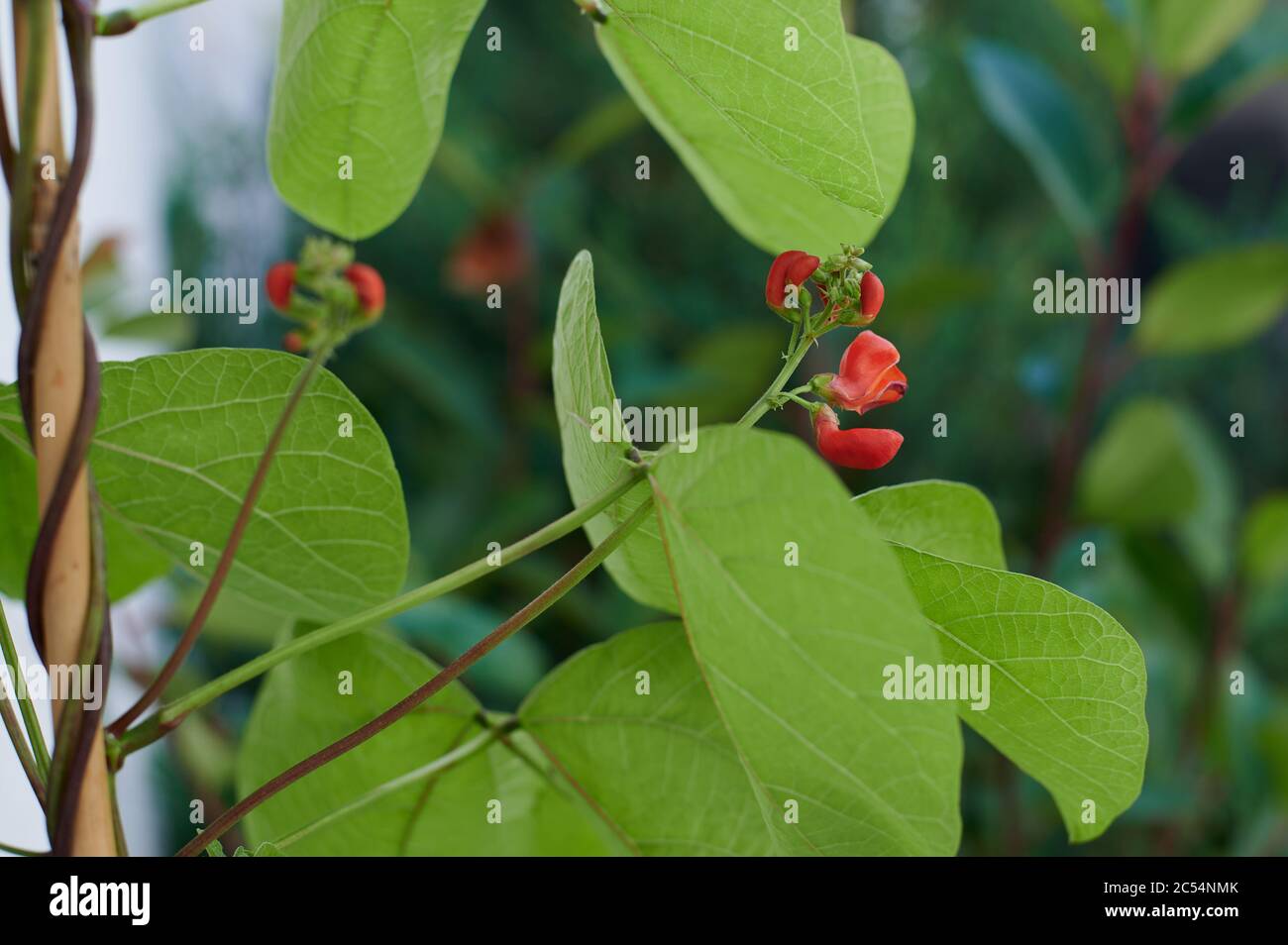 Runner bean plant garden hi-res stock photography and images - Alamy