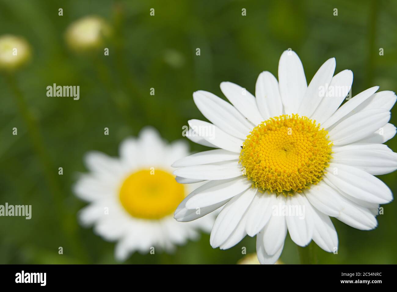 macro of common daisy Stock Photo - Alamy