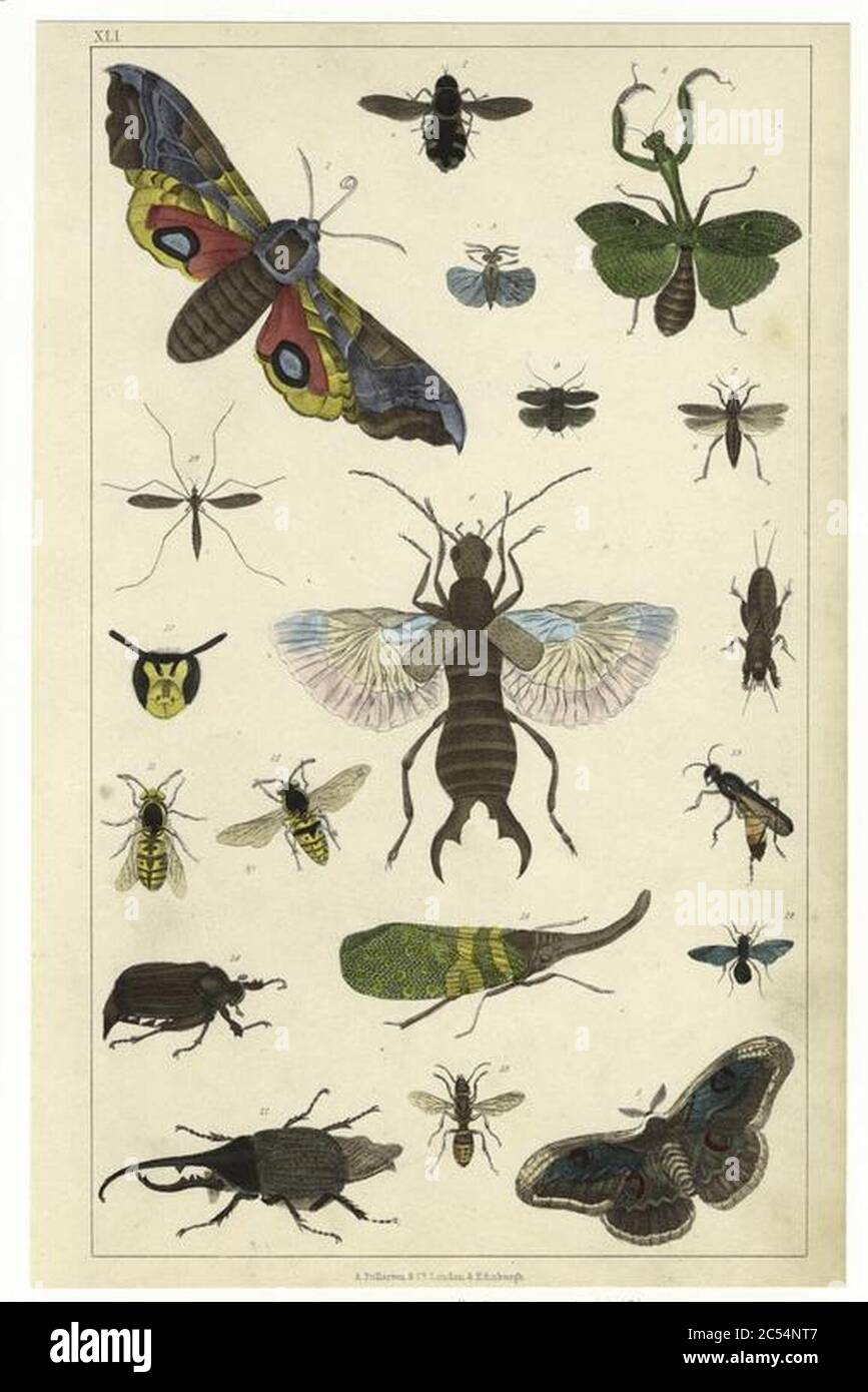 Insekter. Stock Photo