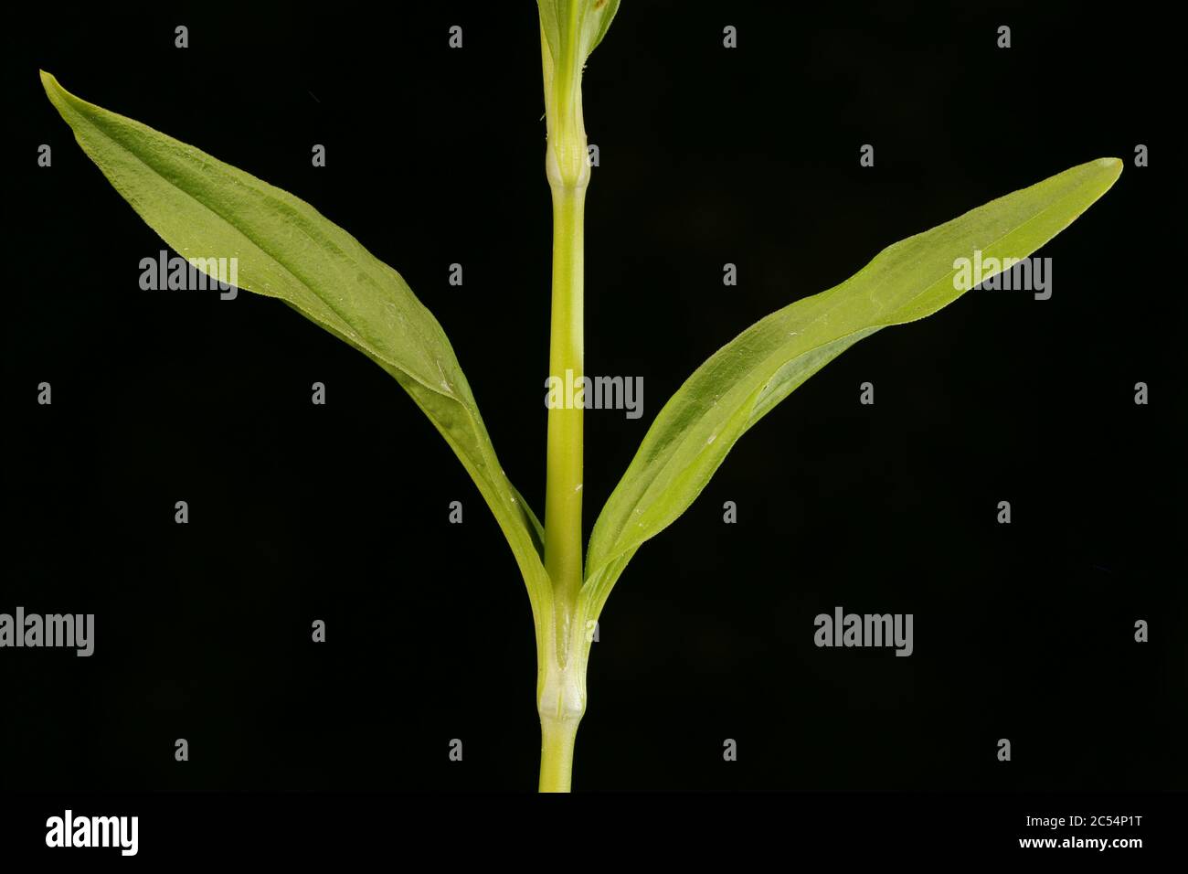 Sweet William (Dianthus barbatus). Stem and Leaves Closeup Stock Photo