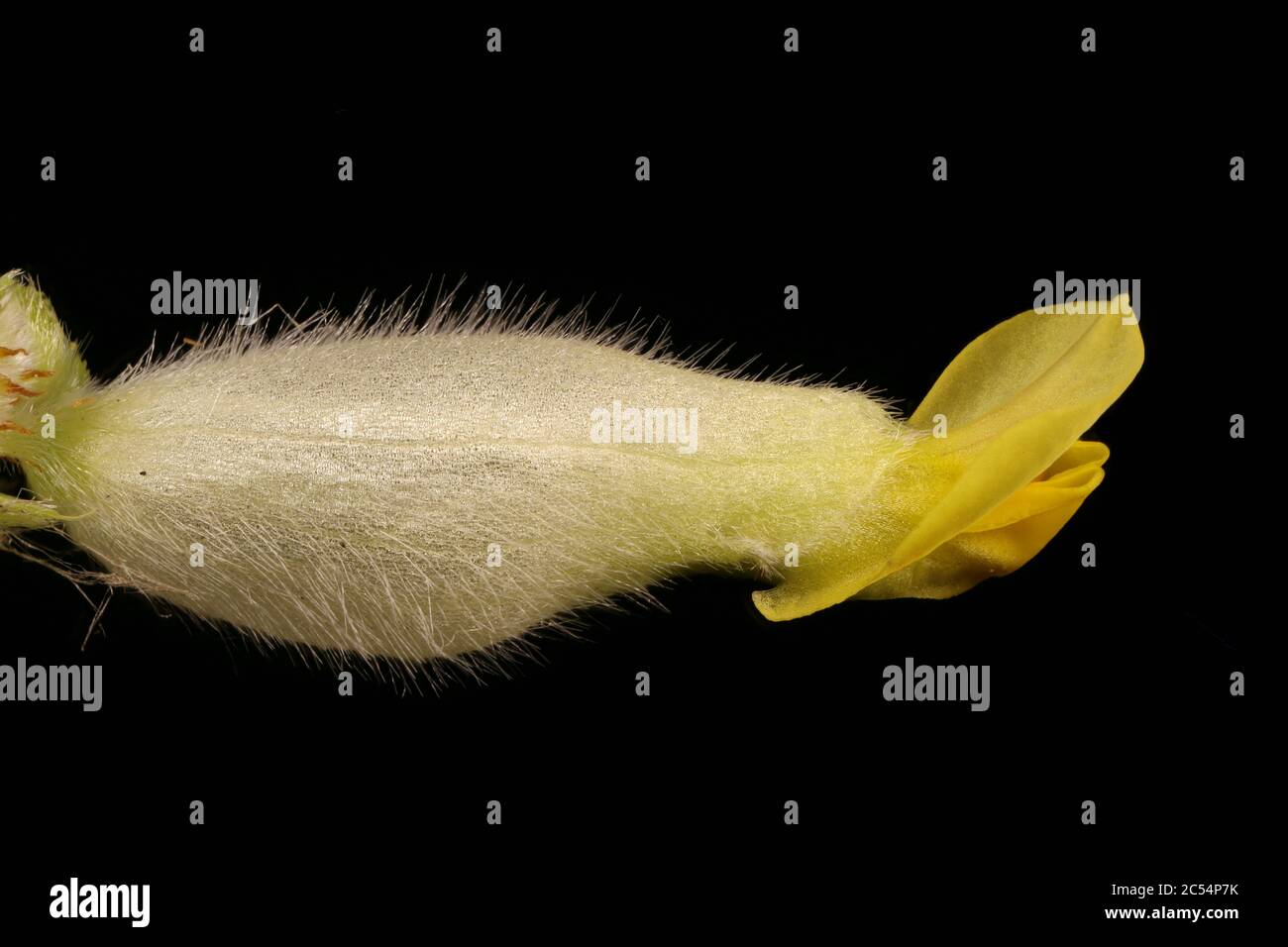 Kidney Vetch (Anthyllis vulneraria). Flower Closeup Stock Photo