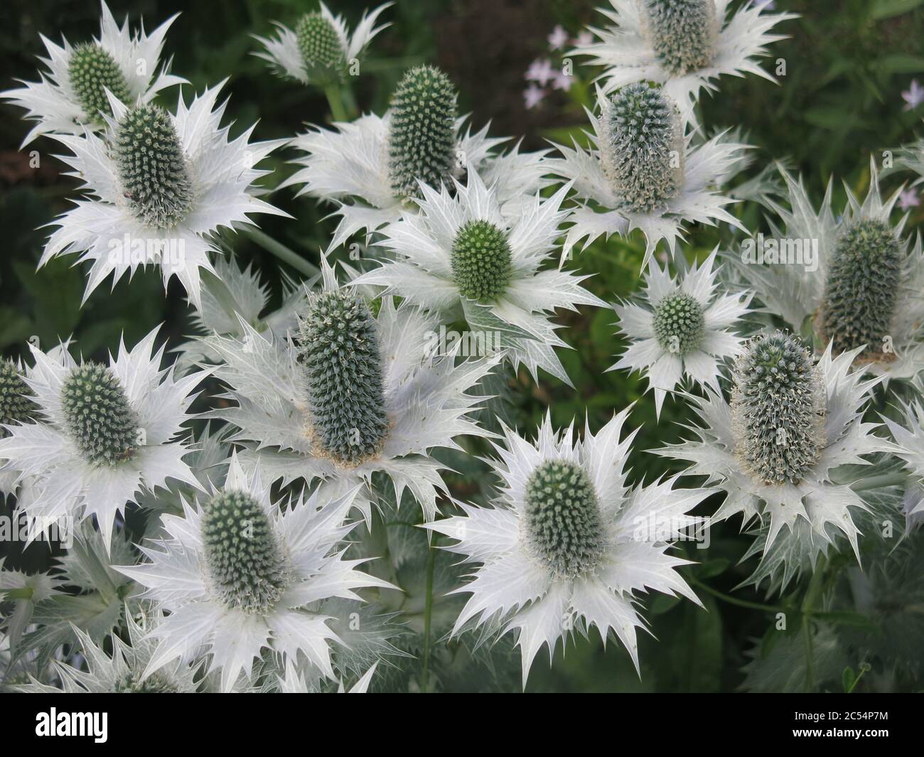 The silverygrey heads of Eryngium Giganteum, "Miss Willmott's Ghost
