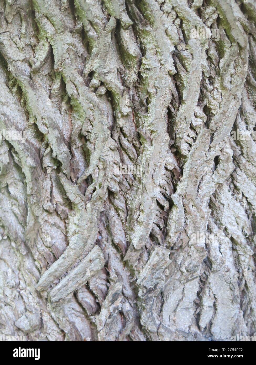 Closeup of the grey bark of the Caucasian Walnut tree (Pterocarya ) as