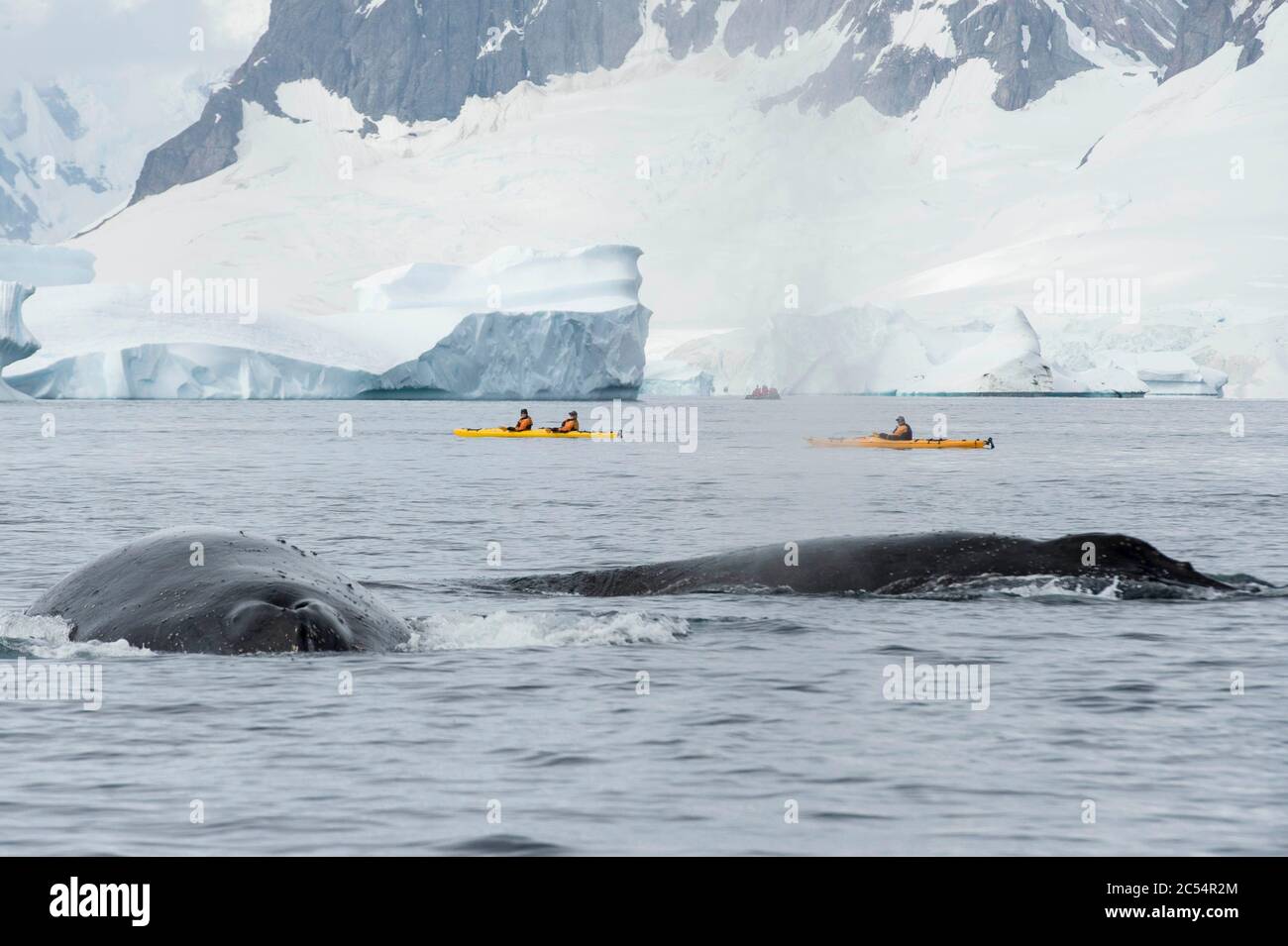 Humpback whale in Charlotte Bay Antarctica Stock Photo