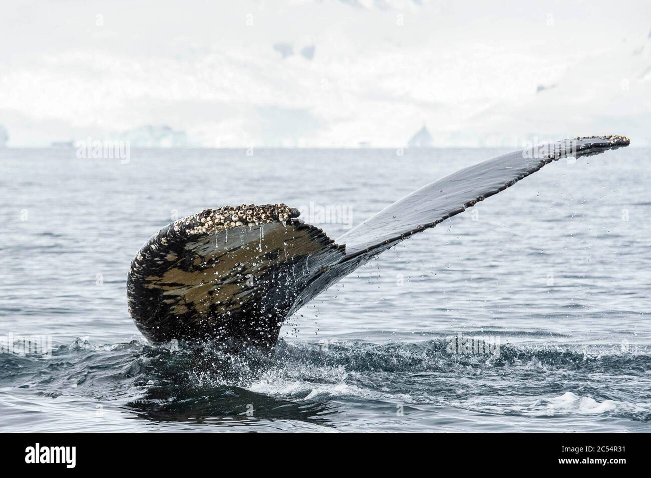 Humpback whale in Charlotte Bay Antarctica Stock Photo