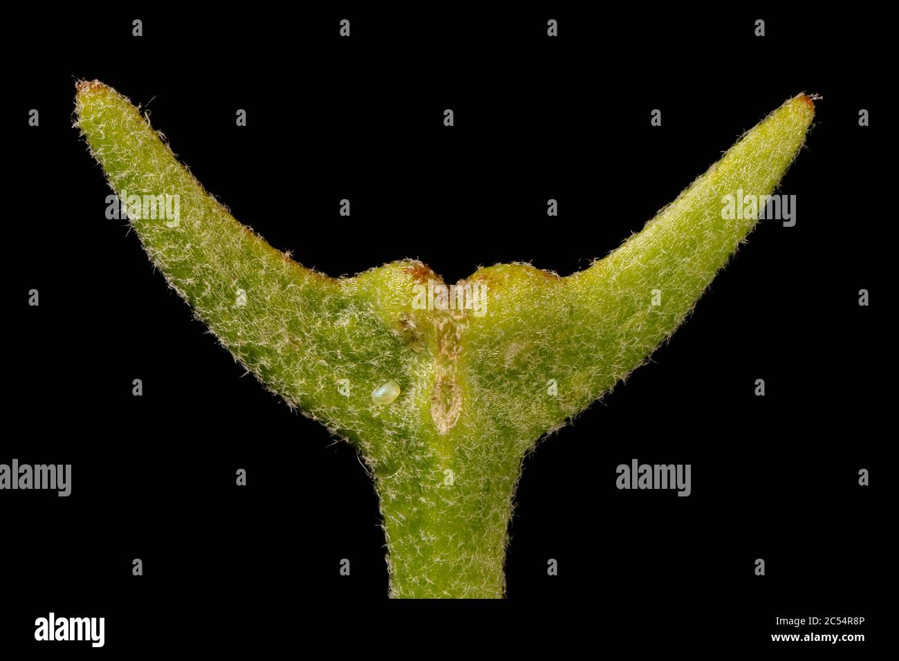 Night-Scented Stock (Matthiola longipetala). Fruit Top Closeup Stock Photo