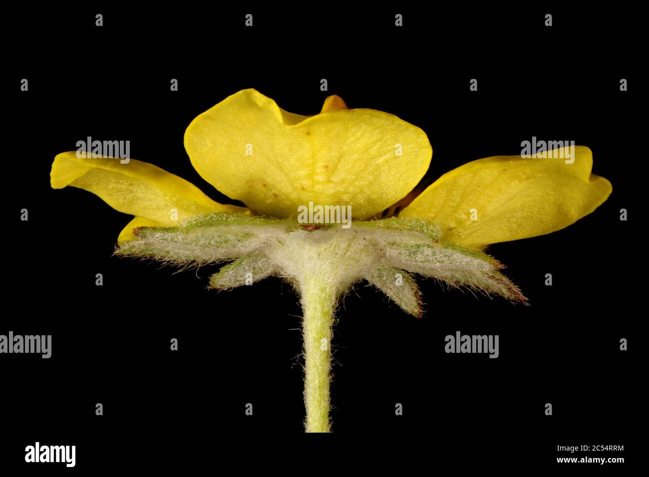 Silver Cinquefoil (Potentilla argentea). Flower Closeup Stock Photo
