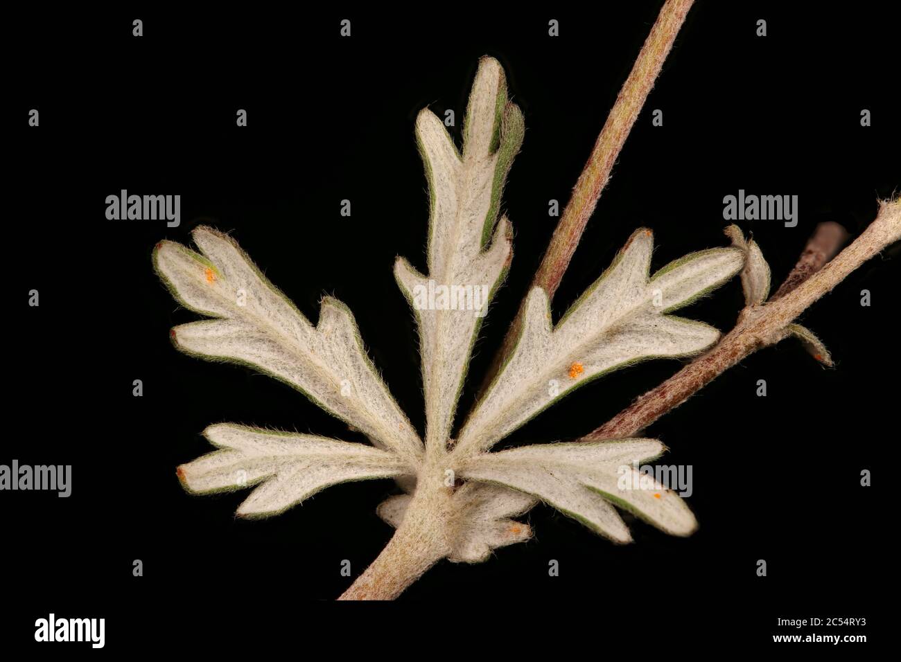 Silver Cinquefoil (Potentilla argentea). Leaf Closeup Stock Photo
