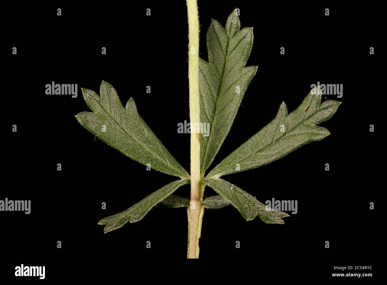 Silver Cinquefoil (Potentilla argentea). Leaf Closeup Stock Photo