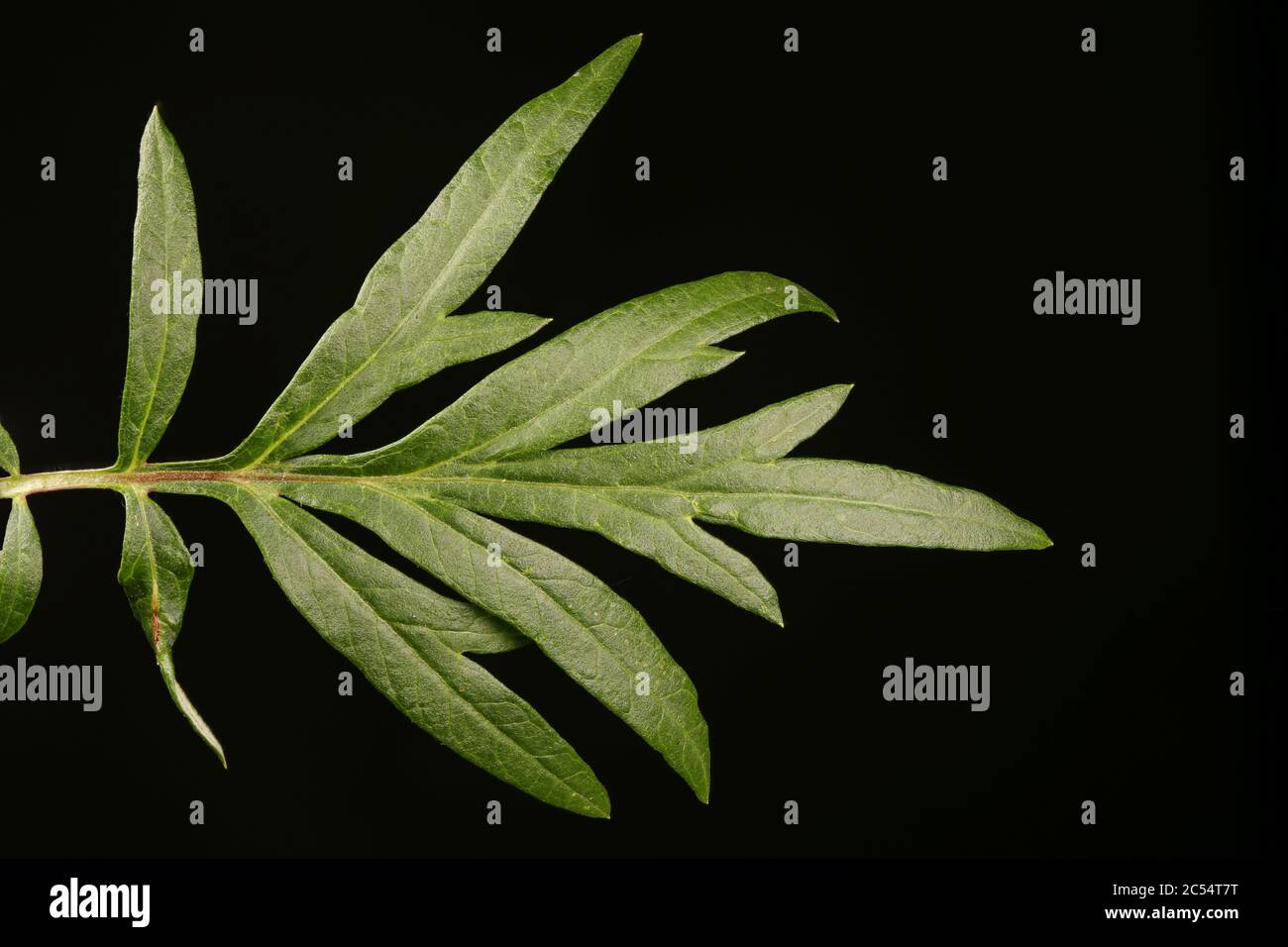 Mugwort (Artemisia vulgaris). Leaf Closeup Stock Photo