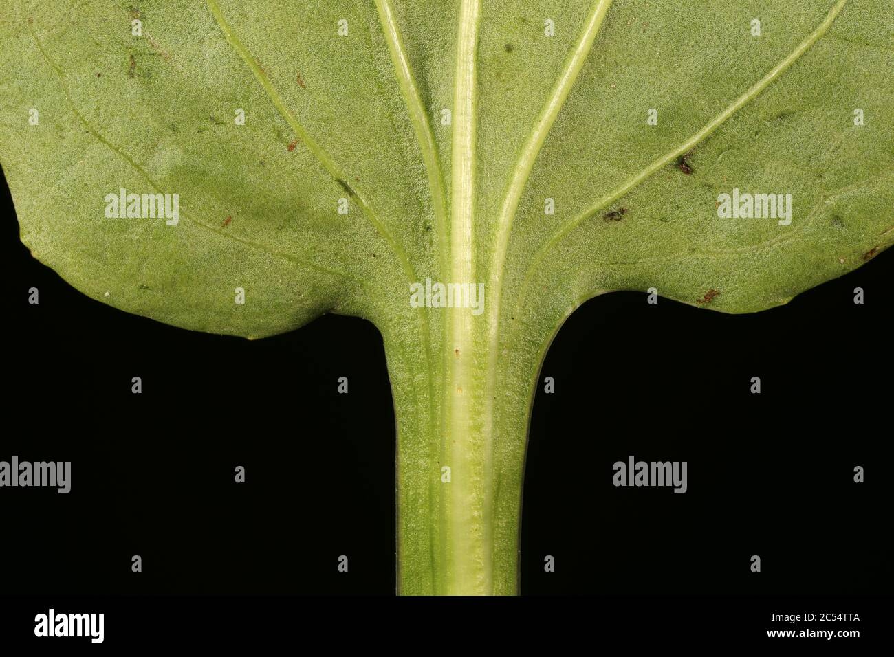 Greater Plantain (Plantago major). Leaf Base Closeup Stock Photo