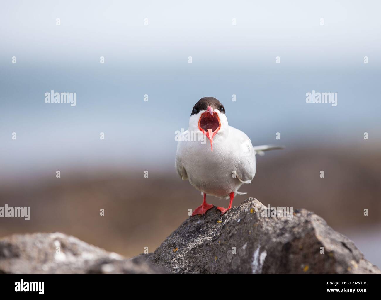 Terns Stock Photo