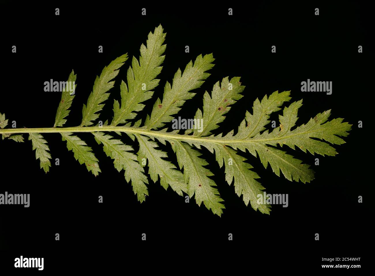 Tansy (Tanacetum vulgare). Leaf Closeup Stock Photo