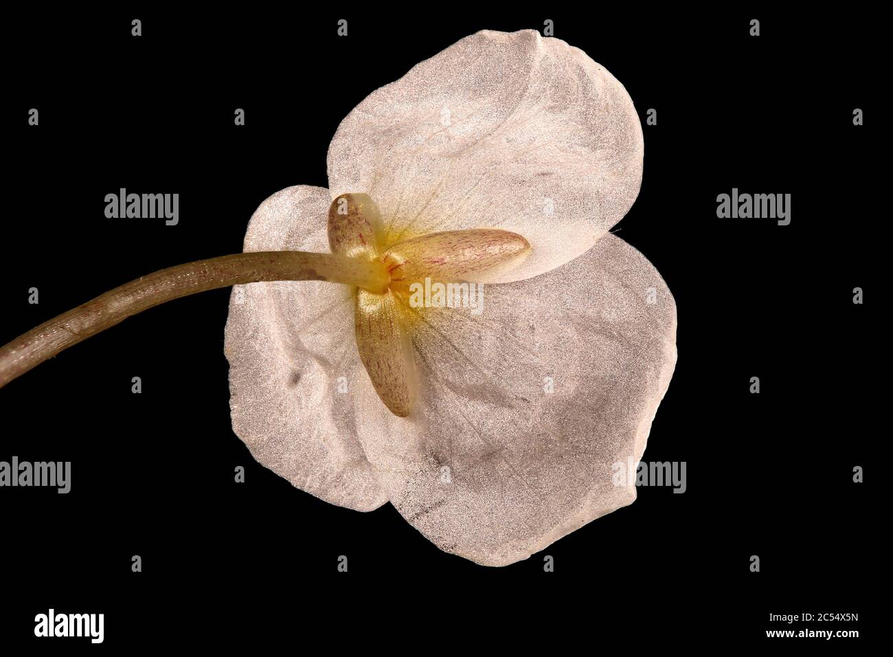 Frogbit (Hydrocharis morsus-ranae). Male Flower Closeup Stock Photo