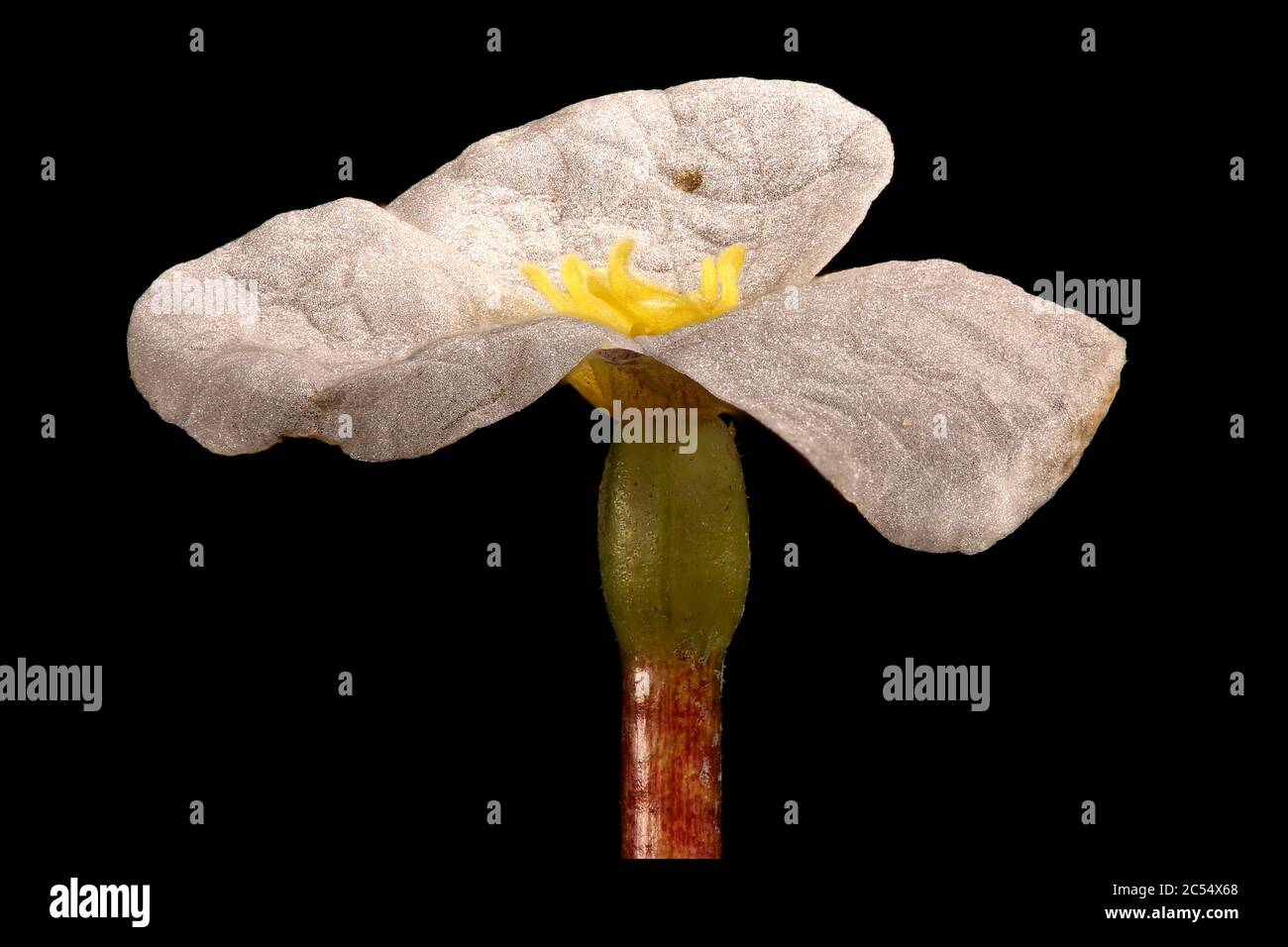 Frogbit (Hydrocharis morsus-ranae). Female Flower Closeup Stock Photo