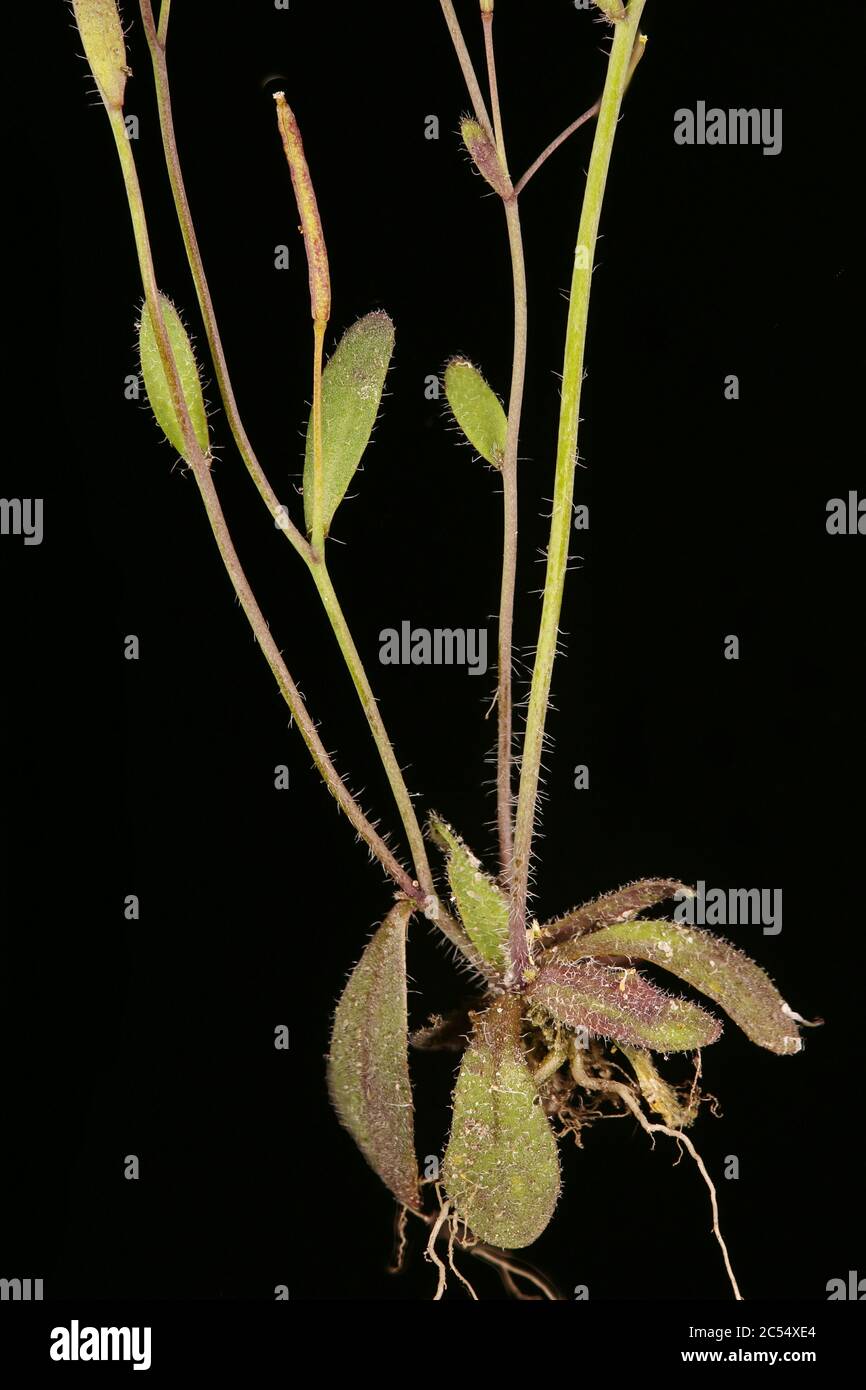 Thale Cress (Arabidopsis thaliana). Lower Stem and Rosette Closeup Stock Photo