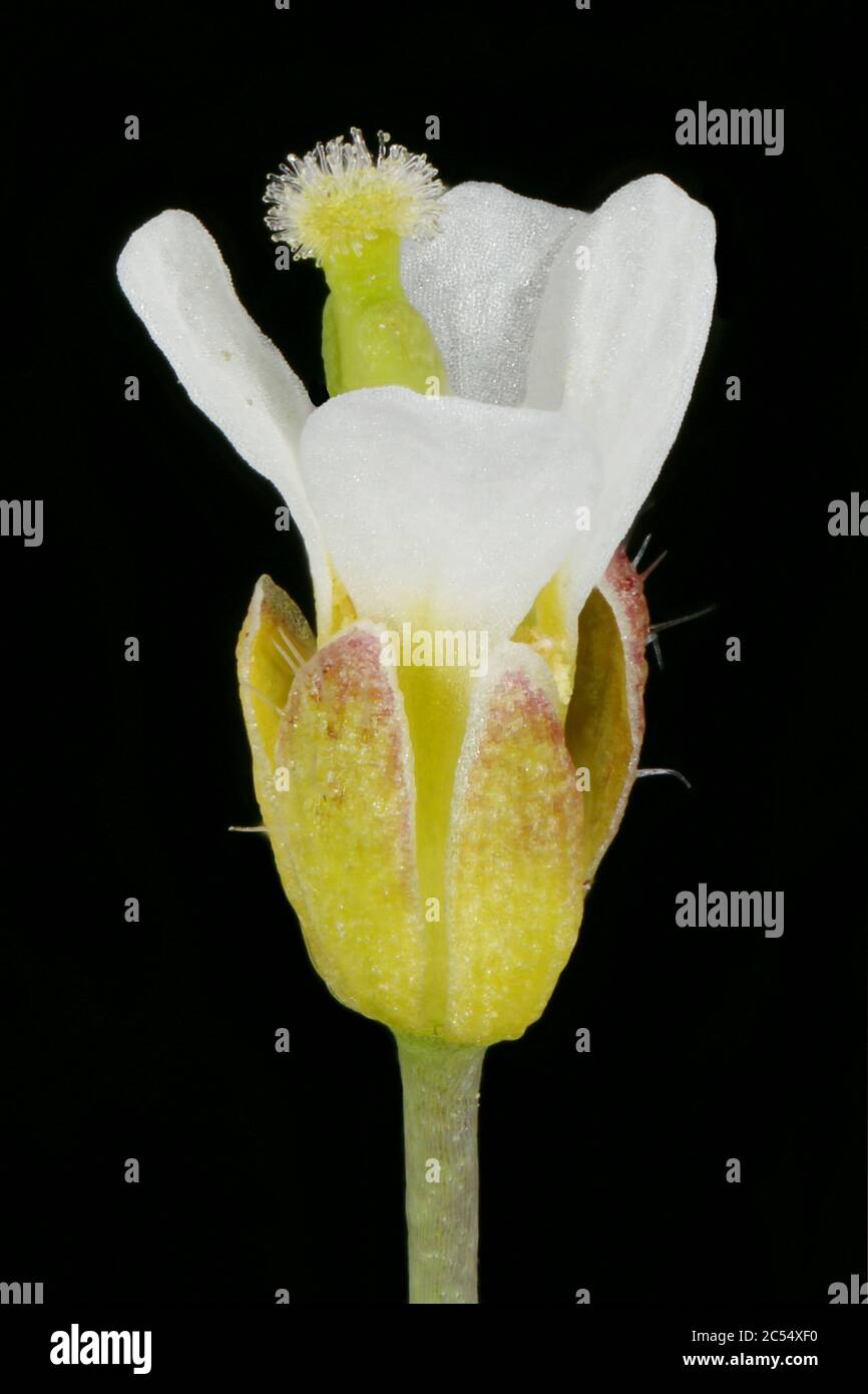 Thale Cress (Arabidopsis thaliana). Flower Closeup Stock Photo