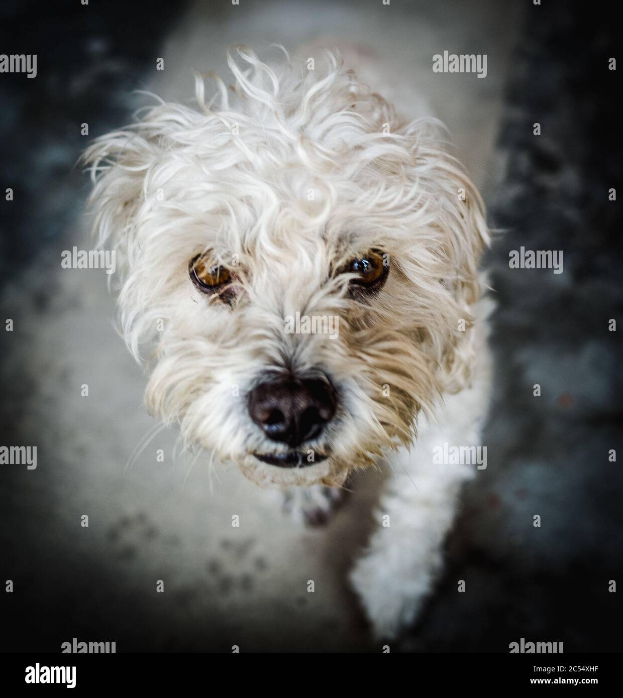 Beautiful shot of a cute white Maltese dog with calm brown eyes