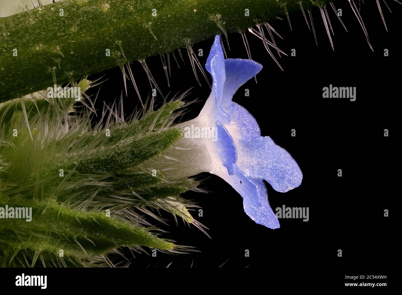 Annual Bugloss (Anchusa arvensis). Flower Closeup Stock Photo