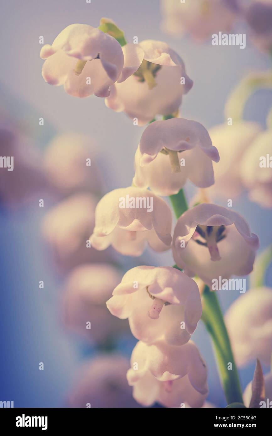 Toned spring flower background. Natural nature background with blooming beautiful flowers lilies of the valley lilies-of-the-valley. Copy space for te Stock Photo