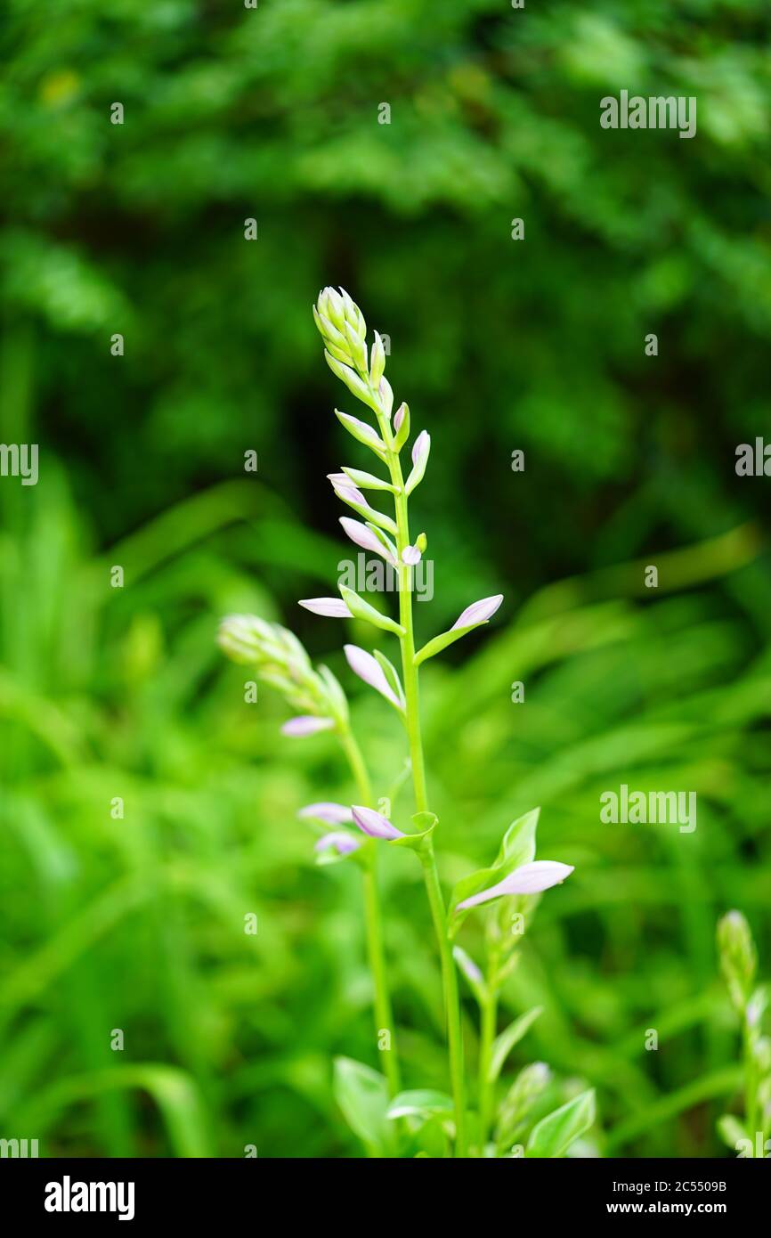 White flowers of variegated green hosta plant Stock Photo