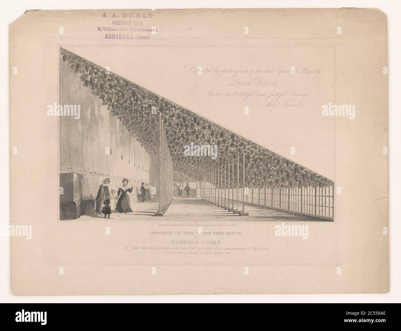 Interior of the large vine house, at Hampton Court Stock Photo Alamy