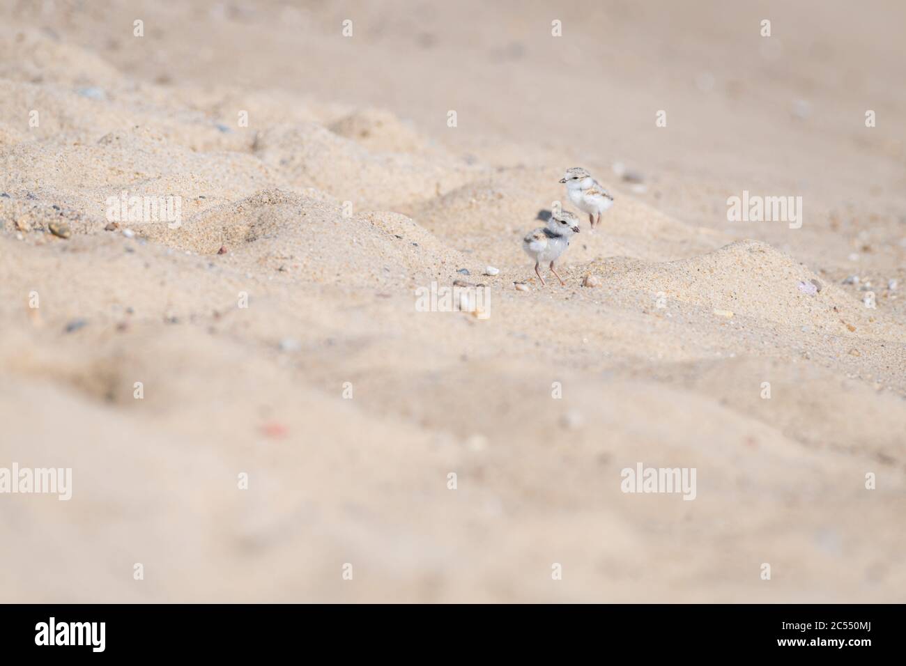 Cute Baby Piping Plover On Hi Res Stock Photography And Images Alamy