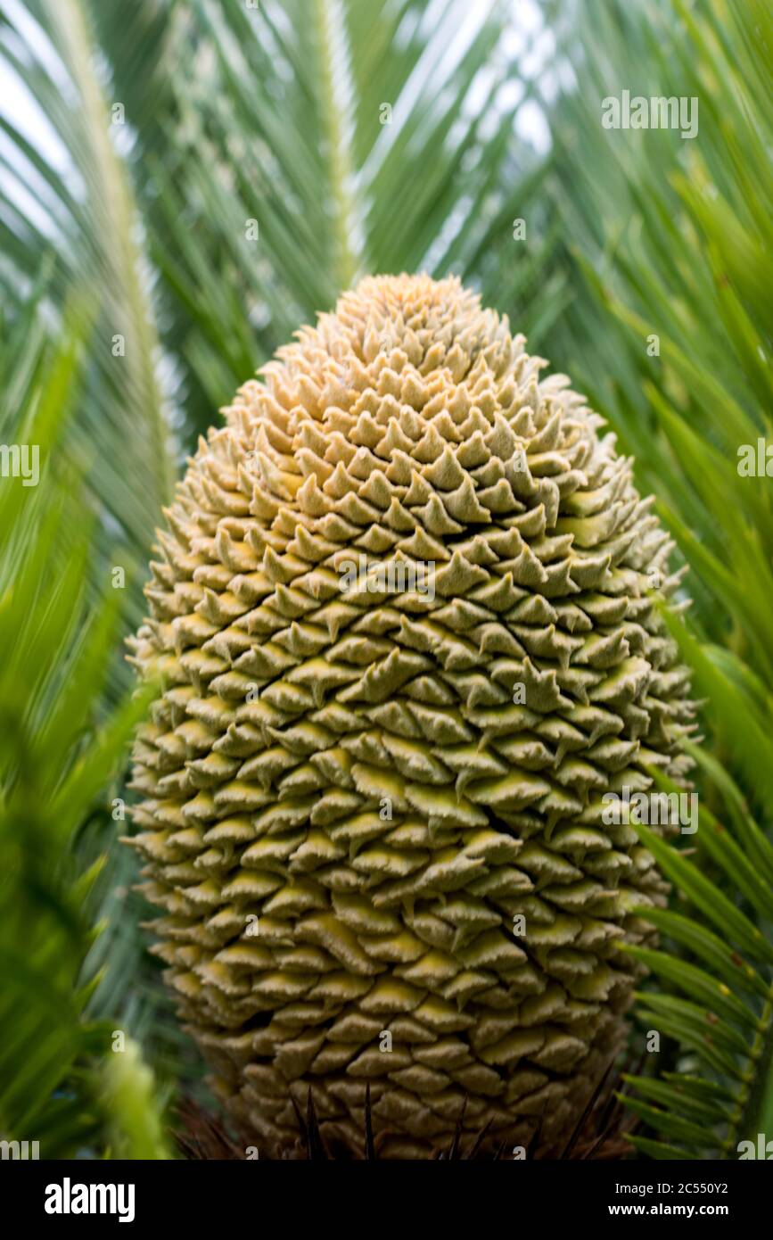 male cyca flower in formation Stock Photo