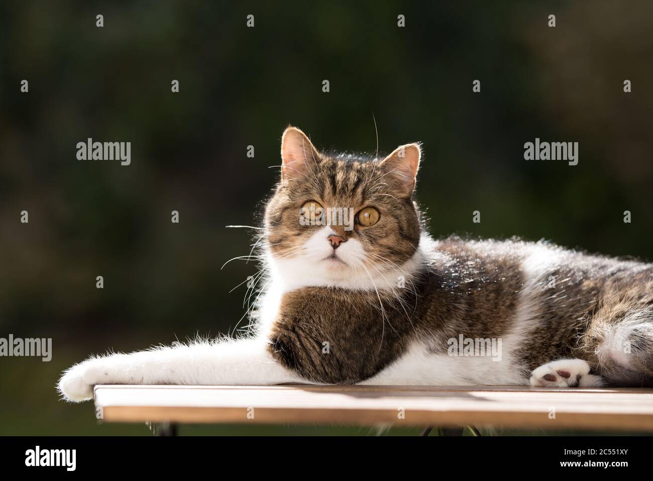 side view of a tabby white british shorthair cat lying on a garden ...