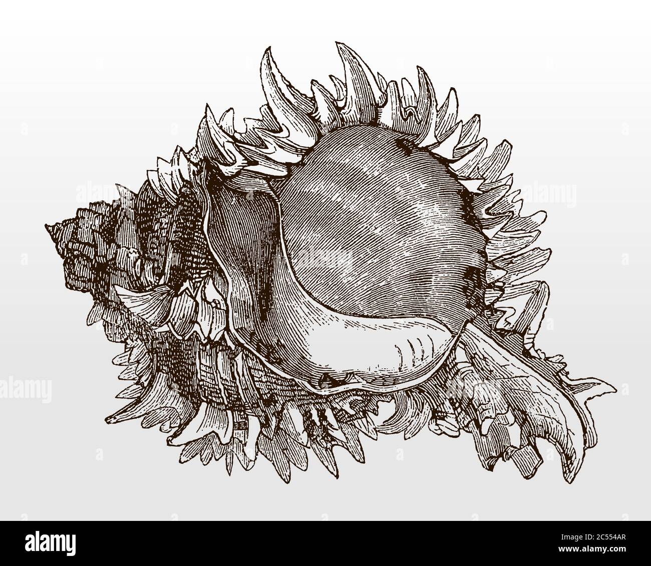 Spiny shell of the regal murex, hexaplex regius in apertural view after an antique illustration from the 19th century Stock Vector
