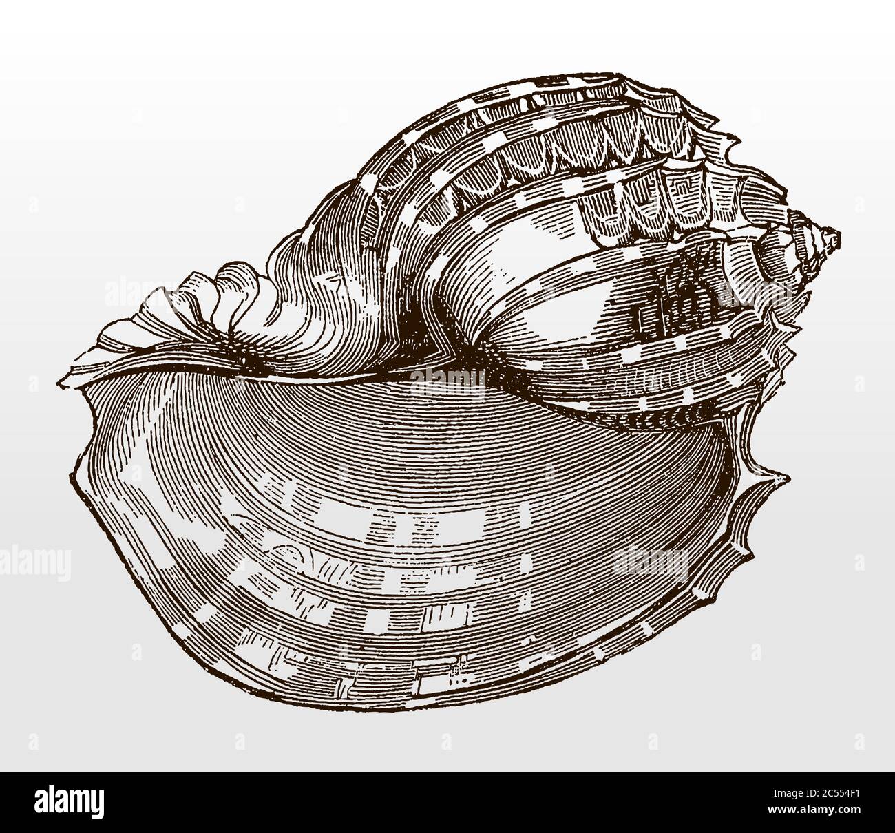 Shell of the ventral harp, harpa cabriti after an antique illustration from the 19th century Stock Vector