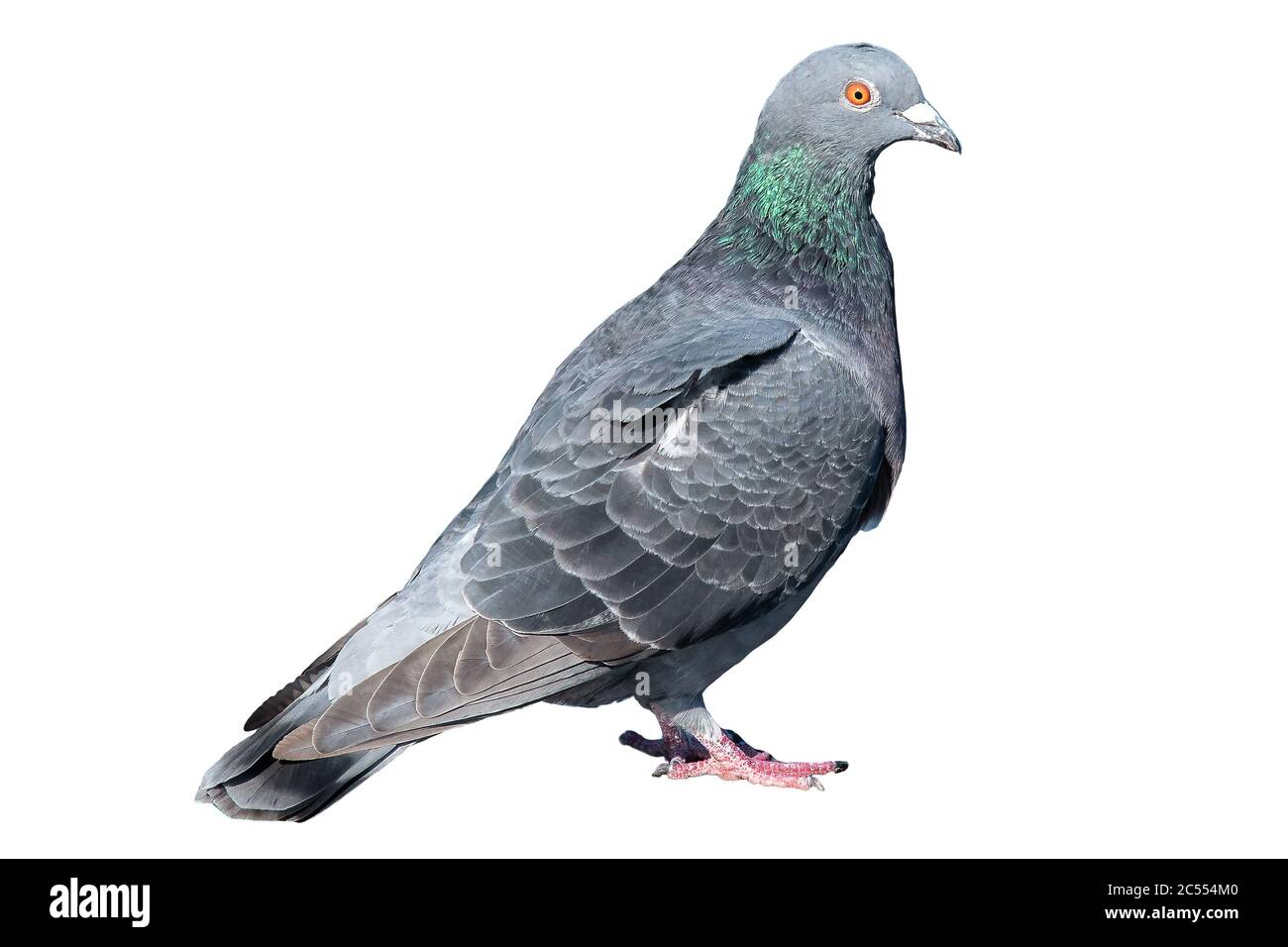 Pigeon isolated on white background. Grey dove body portrait. wildlife of gray birdie. Concept of freedom elegance, faith and hope. close up photograp Stock Photo